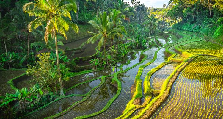 De luxuriantes rizières verdoyantes scintillant d'eau et encadrées par des palmiers tropicaux