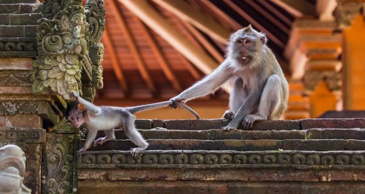 Ein erwachsener Makak hält spielerisch den Schwanz eines Affenbabys, während er auf den verzierten Steinstufen eines balinesischen Tempels sitzt.
