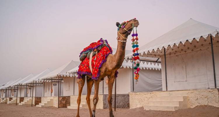Bunt geschmücktes Kamel, das bei Morgengrauen neben Reihen von Wüstenlagerzelten steht