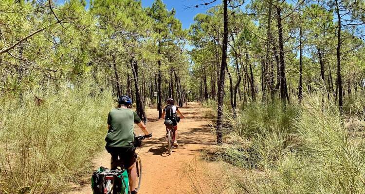 Deux cyclistes roulent le long d'un sentier sablonneux de forêt de pins sous un ciel bleu éclatant