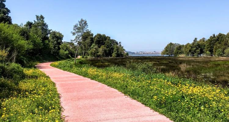 Un sendero pavimentado rosa serpentea entre flores silvestres y vegetación hacia vistas distantes del agua