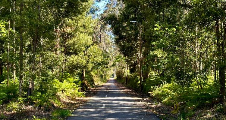 Ein gerader, schattiger Radweg erstreckt sich durch dichte grüne Waldfarne und hohe Bäume