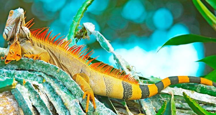 Iguane vert et orange vibrant se repose sur une branche d'arbre contre un arrière-plan turquoise flou.