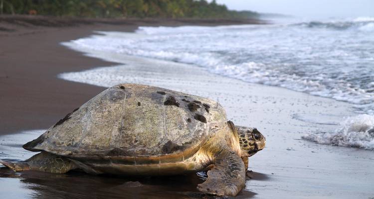 Une grande tortue de mer rampe le long d'une plage de sable sombre vers le doux ressac.