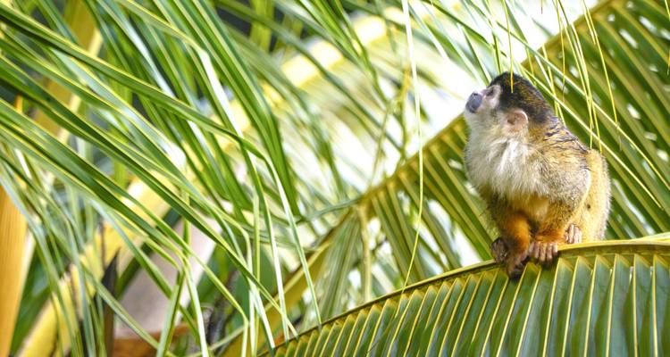 Petit singe-écureuil perché sur une fronde de palmier regardant vers le haut à travers un feuillage luxuriant.