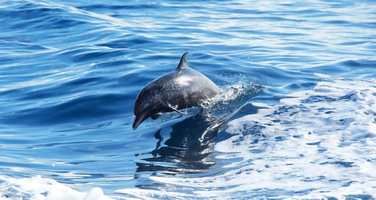 Un dauphin bondit hors de l'eau océanique bleue étincelante à toute vitesse.