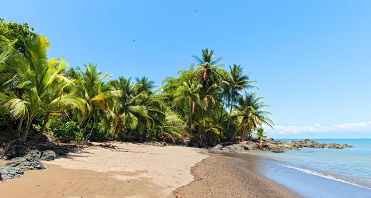 Plage tropicale isolée avec palmiers, sable doré et ciel bleu clair.