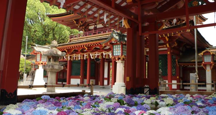 Cour de sanctuaire traditionnel remplie d'hortensias colorés flottants sous une architecture rouge éclatante.