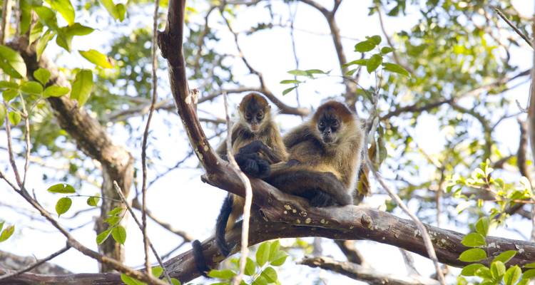Deux singes-araignées sont assis ensemble sur une branche d'arbre en haut de la canopée.