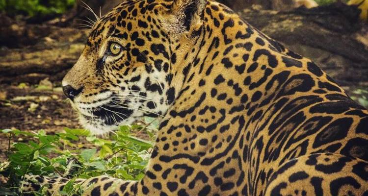 Gros plan de profil d'un jaguar au pelage tacheté de rosettes saisissantes dans un feuillage dense.