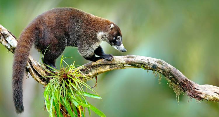 Coati balances on a branch with soft green blurred jungle background.