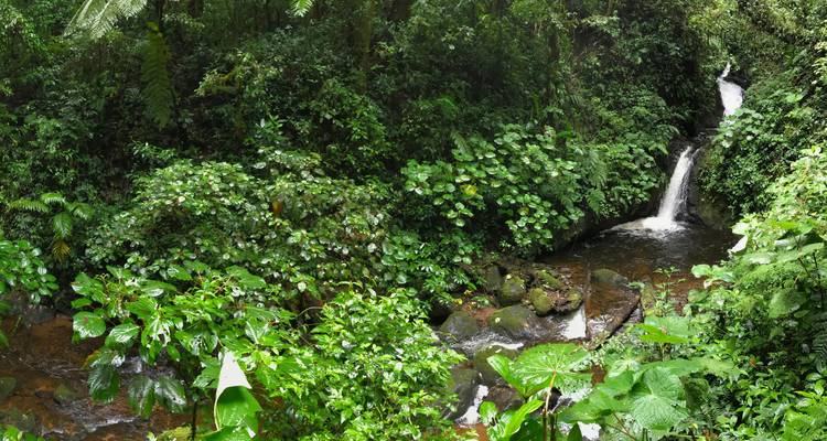 Dense rainforest scene with a small stream and hidden waterfall among thick green leaves.