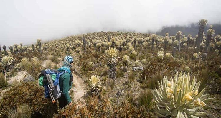 Un randonneur marche parmi des centaines de plantes de frailejones dans un páramo brumeux d'altitude.