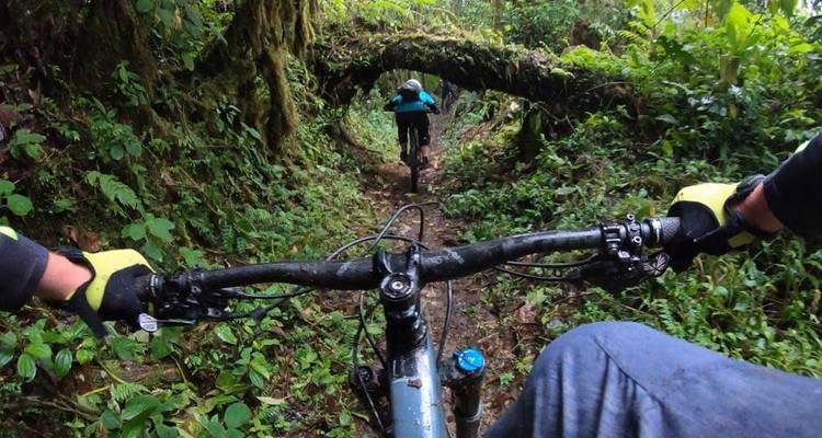 Plan en point de vue de vététistes roulant à travers un tunnel de forêt luxuriante et verte