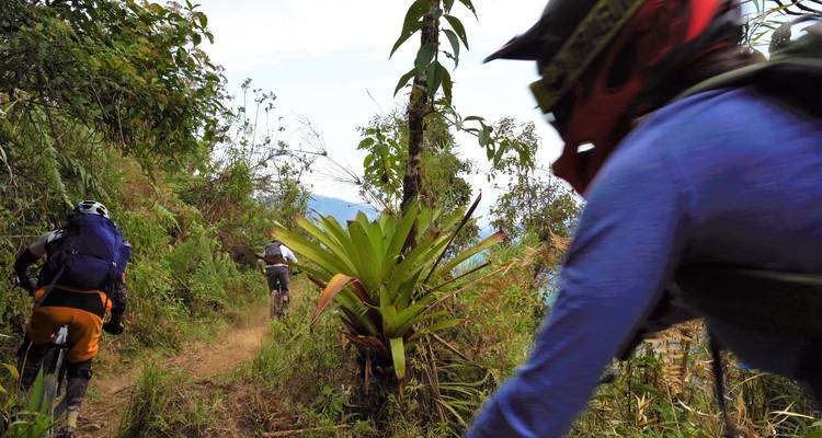 Gruppe von Mountainbikern, die einen üppigen Waldweg hinunterrasen, Fahrer im Vordergrund leicht bewegungsunscharf