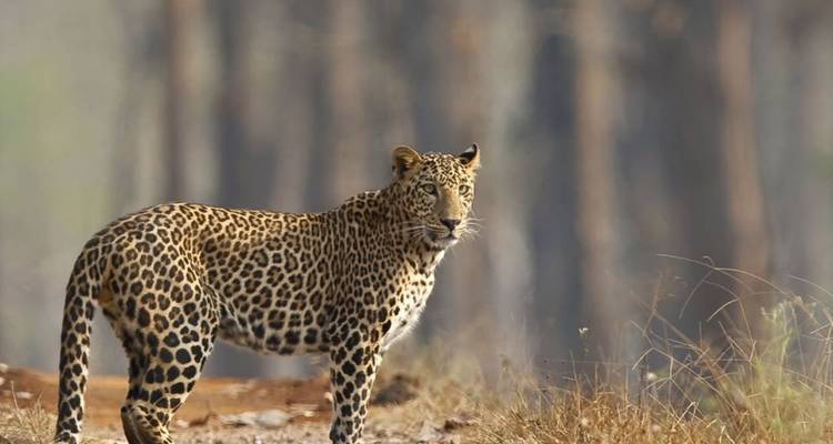 Wilder Leopard steht aufmerksam auf einem Waldweg mit unscharfen Baumstämmen im Hintergrund.
