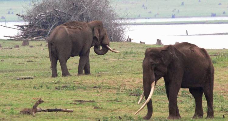 Zwei asiatische Elefanten mit langen Stoßzähnen grasen neben einem See in einem grasbewachsenen Reservat.