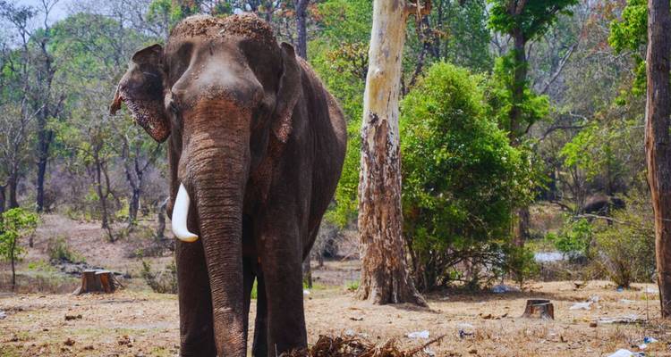 Majestätischer Asiatischer Elefant mit Stoßzähnen, der zwischen hohen Bäumen auf einem trockenen Waldboden steht.