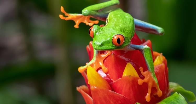 Macro vivide d'une rainette aux yeux rouges perchée sur une fleur tropicale rouge.