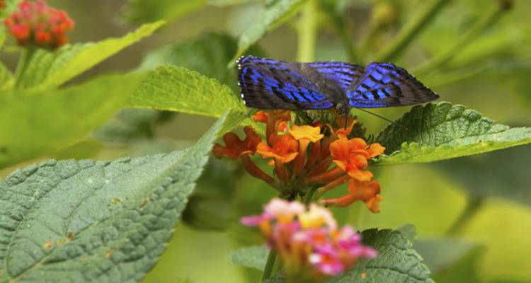 Gros plan d'un papillon bleu vibrant se reposant sur des fleurs oranges parmi le feuillage vert.