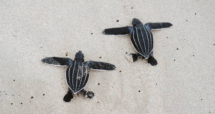 Deux minuscules bébés tortues luth rampant sur le sable doux vers la mer.