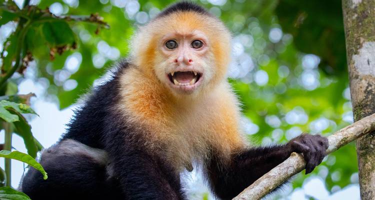 Portrait en gros plan d'un singe capucin perché sur une branche avec un arrière-plan de jungle d'un vert éclatant.