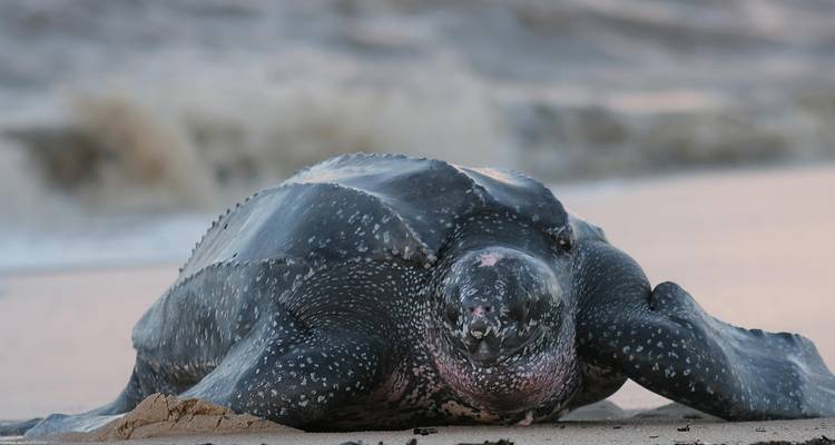 Tortue luth se reposant sur une plage de sable avec des vagues qui se brisent en arrière-plan.