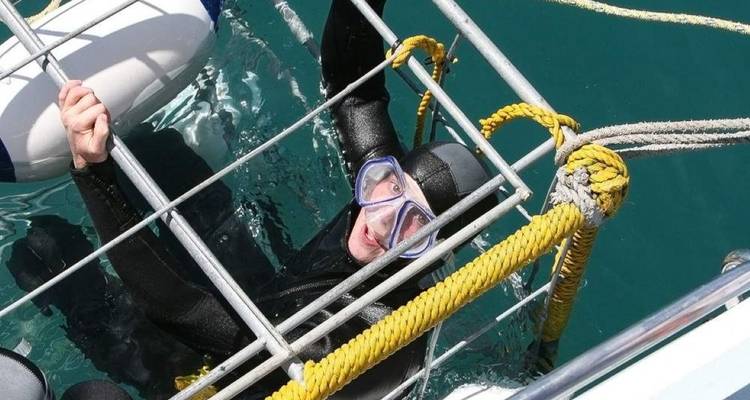 Plongeur en combinaison avec masque agrippant une échelle métallique de cage à requins dans une eau turquoise claire.