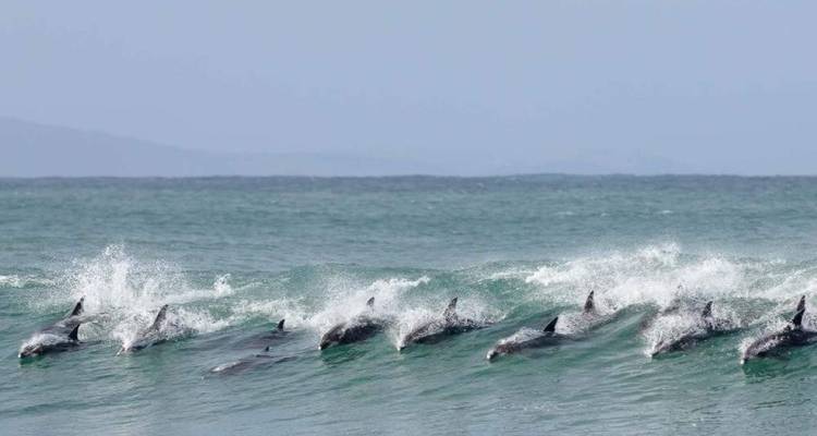 Un groupe de dauphins surgissant à travers une vague turquoise déferlante.