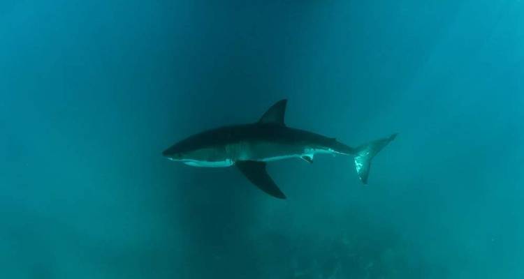 Requin solitaire nageant dans l'eau bleu profond.