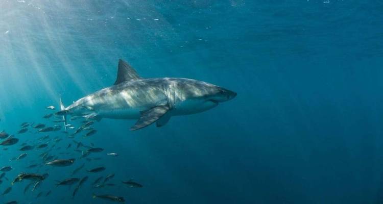 Grand requin blanc glissant à travers une eau tachetée de soleil au milieu d'un banc de poissons.