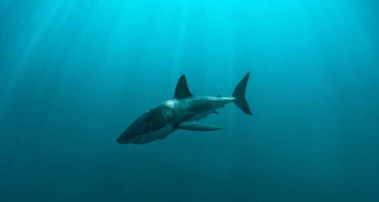 Requin solitaire en silhouette dans les profondeurs bleu-vert avec des rayons de lumière venant d'en haut.