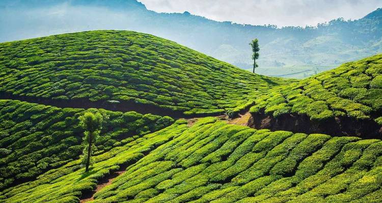 Lebendige grüne hügelige Teeplantagen unter einem dunstig blauen Himmel.