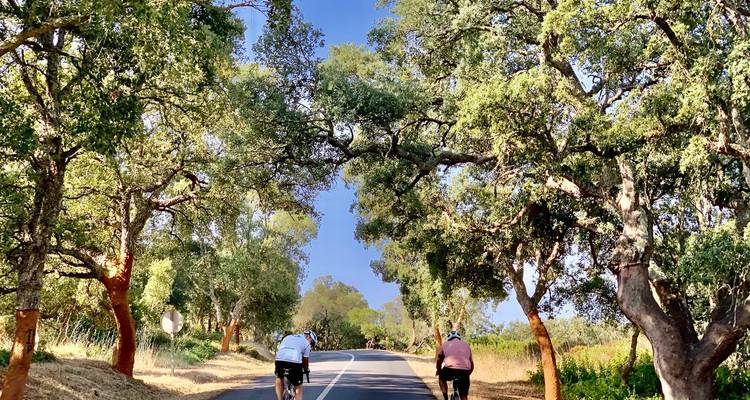 Radfahrer fahren auf einer schattigen Landstraße, die von sich wölbenden Korkeichen gesäumt wird.