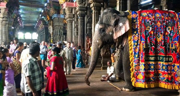 Ein geschmückter Tempelelefant steht zwischen Gläubigen in einem reich verzierten südindischen Schrein mit Säulen.