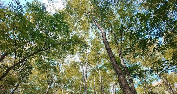 Vue en contre-plongée de grands arbres feuillus formant une canopée verte sur des portions de ciel bleu.