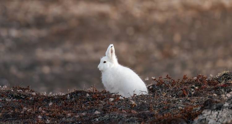 Lièvre arctique assis en alerte sur la végétation de la toundra avec un arrière-plan naturel flou.