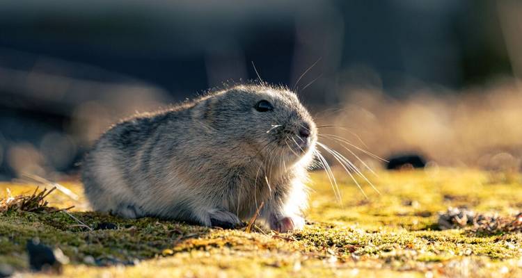 Gros plan d'un lemming se reposant sur un sol moussu ensoleillé.