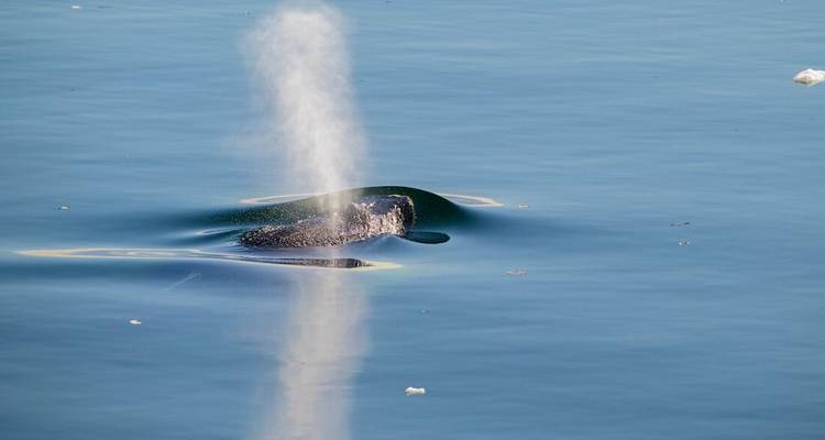 La baleine expulse un grand jet de vapeur brumeuse sur une eau arctique bleue et calme.