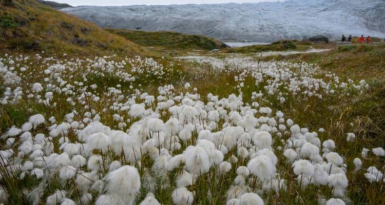 Champ de linaigrettes blanches avec calotte glaciaire distante et petits randonneurs à l'horizon.