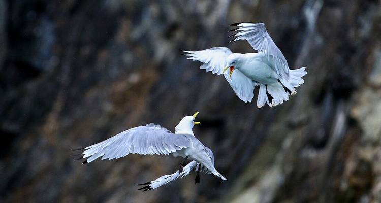 Deux mouettes arctiques en plein vol devant une falaise sombre en arrière-plan, becs ouverts en interaction.