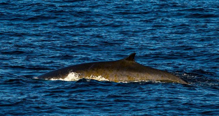 Gros plan du dos sombre d'une baleine et de sa nageoire dorsale émergeant dans une eau bleu profond.