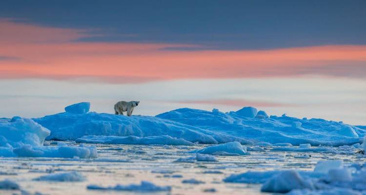 A solitary polar bear walks across blue sea ice at sunset with pink and orange clouds above the Arctic Ocean.