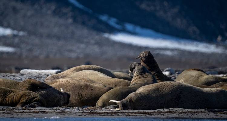 Group of walruses resting on a snowy, rocky Arctic shoreline with blurred mountains in the background.