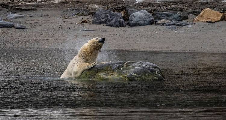 Un ours polaire secoue l'eau de son pelage perché sur un rocher marin le long d'une côte arctique isolée.