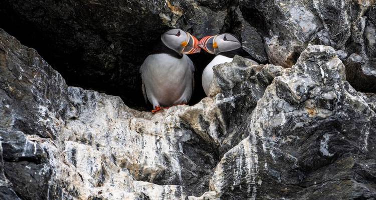 Two puffins with bright orange beaks nestle on a rugged rock ledge in the high Arctic.
