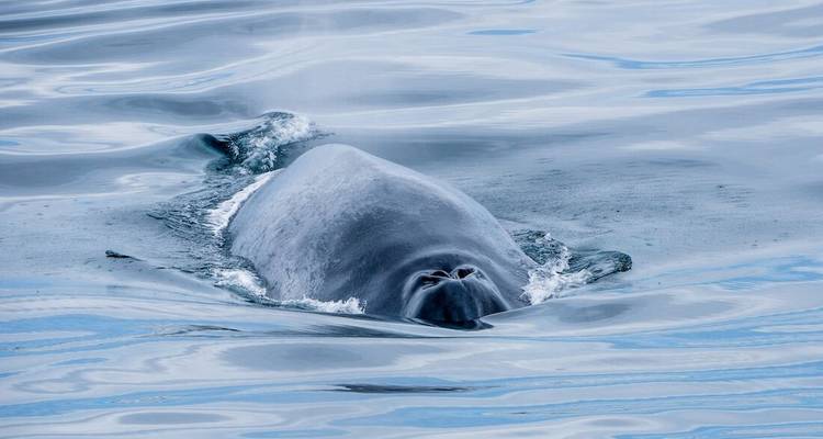 Een opduikende walvis toont zijn gladde grijze rug te midden van kalme, zilverachtige Arctische wateren.