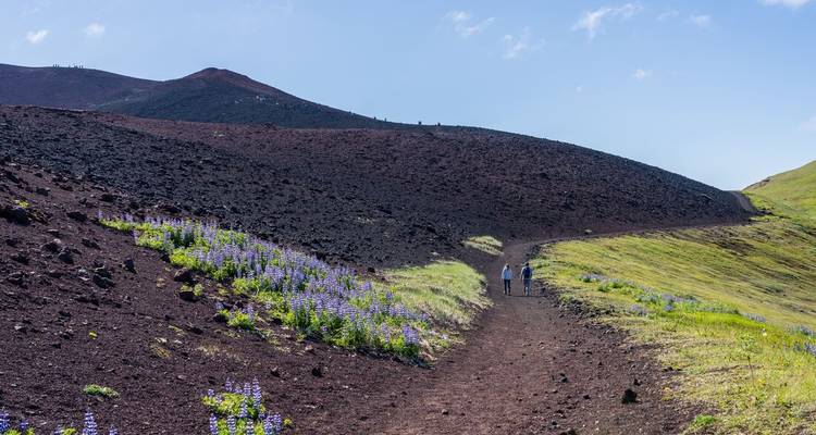Hikers traverse a red volcanic ridge dotted with purple lupines under a clear Icelandic sky.
