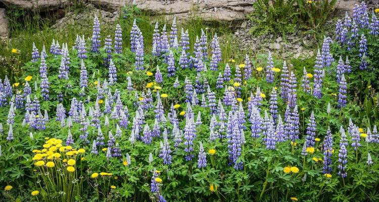 A meadow bursts with purple lupines and yellow wildflowers against a rocky backdrop.