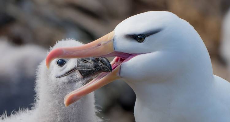 Erwachsener Schwarzbrauenalbatros füttert sanft flauschiges Küken mit Hakenschnabel.